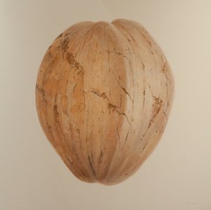 ココナッツ、スリランカ、2010年（キャンバスにアクリル）